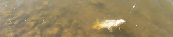 Panorama close up hooked common carp from a rock on bottom lake in Grapevine, Texas, USA. Carp fishing fish on with monofilament line, hair rig setup and drywall anchor for pack bait holder
