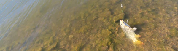 Panorama close up hooked common carp from a rock on bottom lake in Grapevine, Texas, USA. Carp fishing fish on with monofilament line, hair rig setup and drywall anchor for pack bait holder