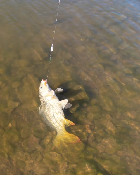 Upside down common carp on monofilament fishing line near rocky lake bottom in Texas, USA. Hooked carp on hair rig with colorful fake corn and plastic drywall anchor pack bait holder