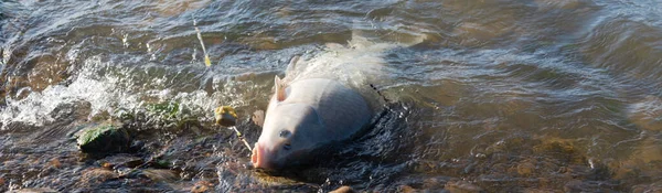 Panorama View Smallmouth Buffalo Ictiobus Bubalus Hooked Fishing Line Method — 图库照片