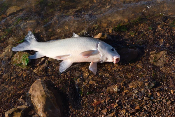 Smallmouth Buffalo Ictiobus Bubalus White Scales Rocky Shoreline Grapevine Lake — 图库照片