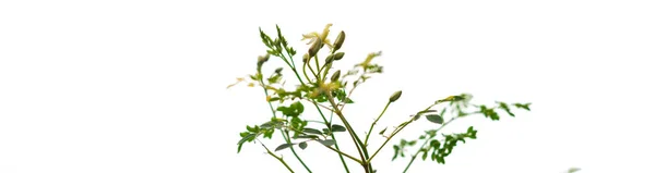 Vista Panorámica Moringa Árbol Muslo Floreciendo Flores Rama Aislada Sobre — Foto de Stock