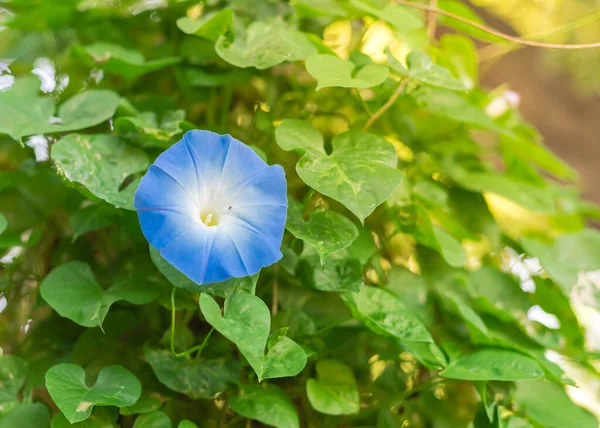 Flor Mañana Primer Plano Floreciente Flor Azul Celestial Vid Jardín —  Fotos de Stock