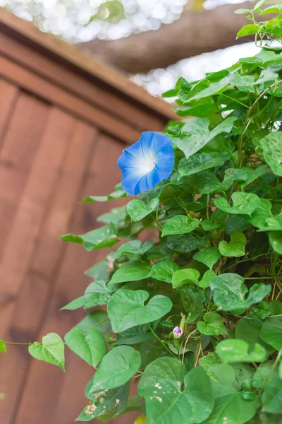 Låg Vinkel Visa Blomma Morgon Ära Blå Himmelsk Blomma Vinstockar — Stockfoto