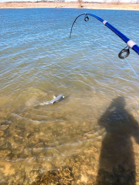 小さな口水牛ブドウ湖 テキサス州 米国の岩の海岸線でメソッドフィーダーで釣竿とスプラッシュファイティングを作るアイスバスバルブ アメリカ生まれの頑丈な魚の吸盤家 — ストック写真