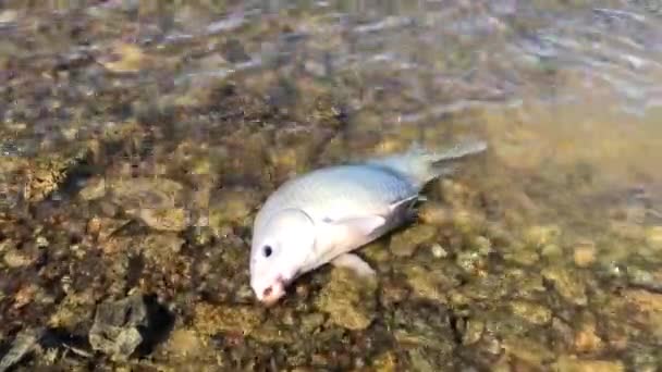 Smallmouth Buffalo Ictiobus Bubalus Breathing Splashing Rocky Shoreline Grapevine Lake — Stock Video