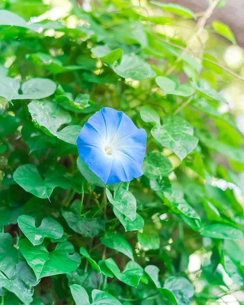 Flor Mañana Primer Plano Floreciente Flor Azul Celestial Vid Jardín —  Fotos de Stock