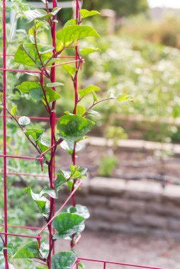 Çardakta kırmızı yapraklı ıspanak sarmaşıkları ve Dallas, Teksas yakınlarındaki çiftlik bahçesinde arka planda uzun, yükseltilmiş yatak. Basella alba toz kaplı çelik tel kafeslere tırmanıyor.