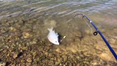 Yaşayan Smallmouth Bubalus (Ictiobus bubalus) Teksas, Grapevine Gölü 'nün kayalık kıyı şeridinde nefes alıyor. Catostomidae familyasından bir Amerikan yerlisi kaba ve dayanıklı balık.