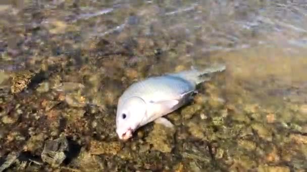 Close Bended Blue Fishing Pole Method Feeder Hooked Smallmouth Buffalo — Stock Video