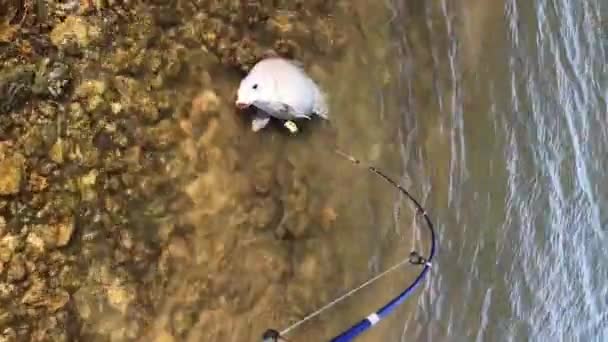 Smallmouth Bubalus Ictiobus Bubalus Grapevine Gölü Teksas Kayalık Kıyılarında Yakalandıktan — Stok video