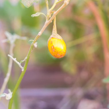 Olgunlaşmış Tayland patlıcanlarından biri, Dallas, Teksas, Amerika yakınlarındaki aile yadigarı organik bahçede tohum depolamak için üzüm dalında yeşilden sarıya dönüşüyor. Ev yapımı küçük yuvarlak patlıcan meyvesi.