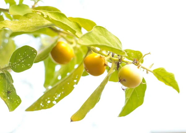 Madure Frutos Amarillos Berenjena Vietnamita Vid Dañada Por Insectos Apestosos — Foto de Stock