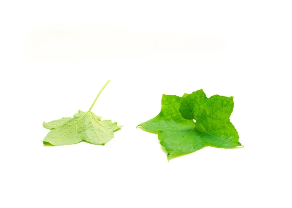 Two Young Lobed Luffa Loofah Leaves Long Petioles Stalk Attaches — Stock Photo, Image