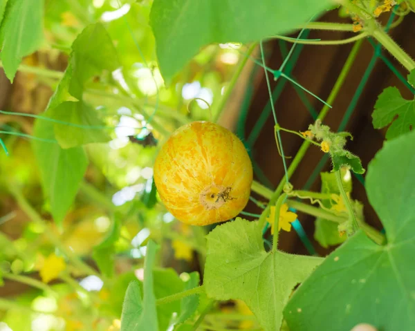 Lookup View Green Ripen Lemon Cucumber Fruit Hanging Vine Blooming — Φωτογραφία Αρχείου