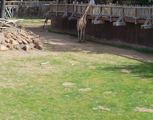 Природная Среда Обитания Жирафов Саваннами Деревянной Палубой Кормления Зоопарке Техасе — стоковое фото