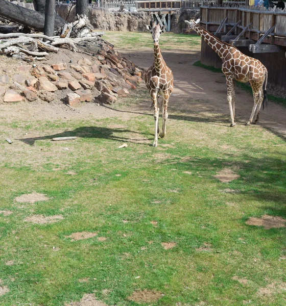 Zwei Ausgewachsene Giraffen Auf Ausstellungsgelände Mit Savannenlandschaft Und Hölzernem Futterdeck — Stockfoto