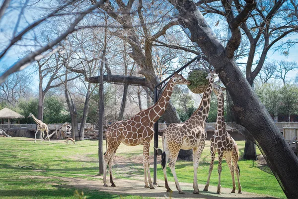 Взрослые Жирафы Едят Зоопарке Техаса Америке Трава Листья Помещаются Корзину — стоковое фото