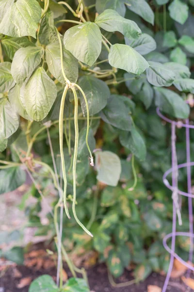 Vigorosa Vite Cantiere Pianta Fagioli Lunghi Arrampicata Vicino Gabbia Pomodoro — Foto Stock