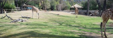 Yetişkinlerin ve bebek zürafaların bulunduğu panoramik sergi alanları Teksas, ABD 'de kışın hayvanat bahçesindeki Savannah Woodlands yaşam alanını taklit ediyor.