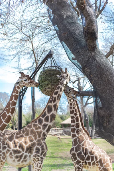 Взрослые жирафы крупным планом едят стадо из металлического кормушки в зоопарке в Техасе, Америка — стоковое фото