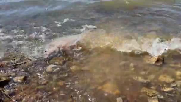 Смоллмутская Чёрная Рыба Буффало Ictiobus Прыгает Рядом Банком После Освобождения — стоковое видео