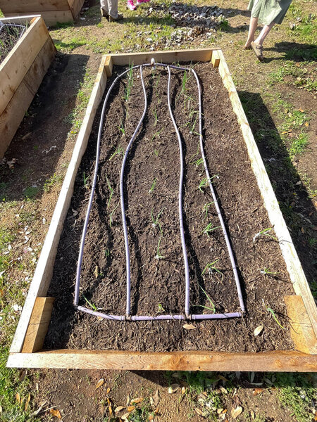 Верхний вид луковые растения на поднятой кровати с системой орошения в начальной школе зимой в Далласе, штат Техас, Америка. Деревянная лесопосадочная машина для выращивания кухонных овощей в образовательных целях