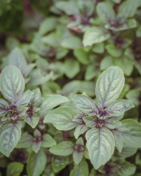 Фильтрованное фото African blue basil ocimum kilimandscharicum, hybrid of camphor basil and dark opal basil blooming at backyard garden in Dallas, TX — стоковое фото