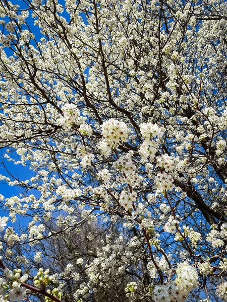 Close Flower Buds Blossom Bradford Pear Tree Natural Trail Park — Stock Photo, Image
