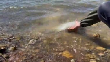 Smallmouth kara bufalo balığı Ictiobus Grapevine Gölü, Teksas, Amerika 'dan serbest bırakıldı.