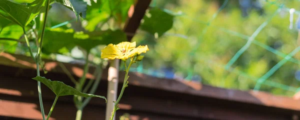 Luffa planta videira perto de cerca de madeira e treliça de rede com flor macho amarelo brilhante florescendo no jardim quintal perto de Dallas, Texas, América — Fotografia de Stock