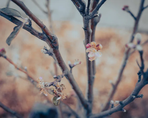 Imagen filtrada flor de manzana rosa congelada después de la lluvia helada y la tormenta de invierno en el jardín de cosecha propia cerca de Dallas, Texas, EE.UU. — Foto de Stock