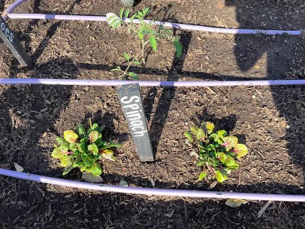 Raised bed garden with plant labels and irrigation system at public elementary school wintertime in Dallas, Texas, America. Early spring leafy vegetables and tomatoes on wooden lumber planter