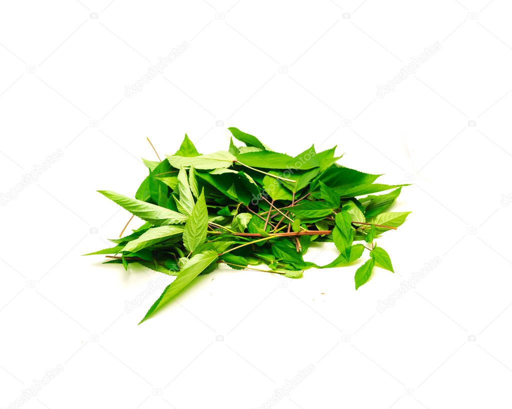 Organic pile of Jute mallow leaves and branches isolated on white background. Homegrown red Molokhia, Corchorus olitorius or Egyptian Spinach leaves with clipping path and copy space