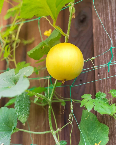 Natural Ripen Yellow Canary Melon Bitter Melon Plant Growing Netting — Stok Foto