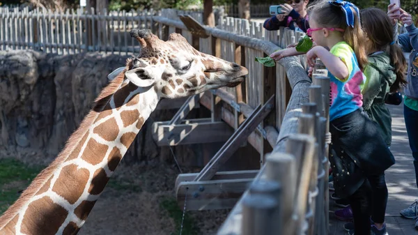 Родители Использующие Смартфон Фотографируют Детей Кормящих Листьями Салата Жирафа Зоопарке — стоковое фото