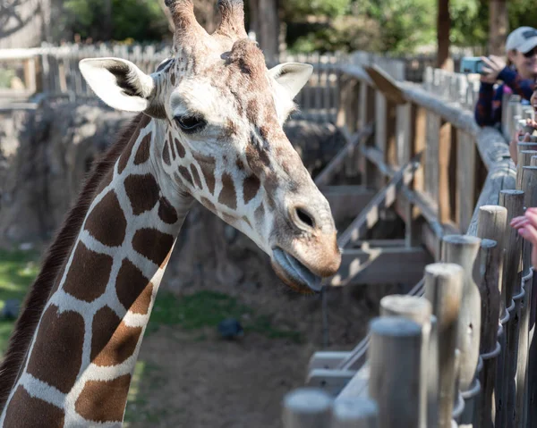 Забавно Выглядящая Голова Жирафа Возле Кормовой Палубы Зоопарка Северного Техаса — стоковое фото