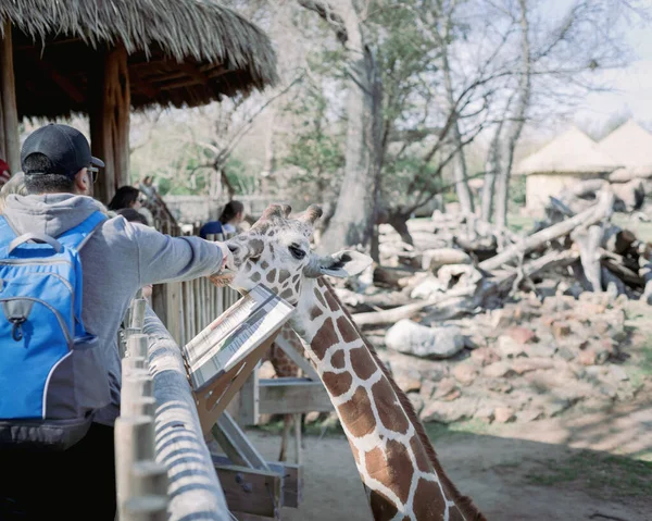 Белый Мужчина Рюкзаком Кормит Жирафа Зоопарке Северном Техасе Америка Родители — стоковое фото