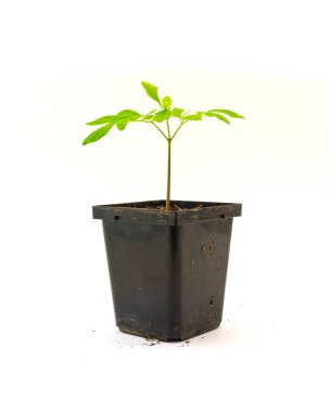 Moringa ya da baget ağacı fidanı siyah fidanlıkta yetişiyor. Beyaz arka planda izole edilmiş. Moringa oleifera 'nın genç bitkisi, yabanturpu ağacı, Ben yağı veya benzolive ağacı