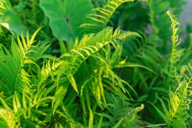 Beautiful background of ferns and taro leaves blanket on a sunny day at the countryside of Vietnam. Natural dense thickets of growing ferns in forest. Floral ferns green foliage leaves, rural scene