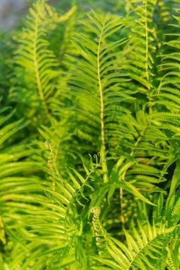 Ferns blanket background on a sunny day at the countryside of Vietnam. Natural dense thickets of beautiful growing ferns in forest. Floral ferns green foliage leaves, rural scene