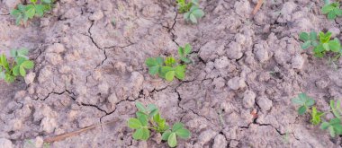 Panorama top view young seedlings of peanut plants growing on clay soil on traditional farm land in countryside Vietnam. Organic homegrown groundnut on dry poor soil