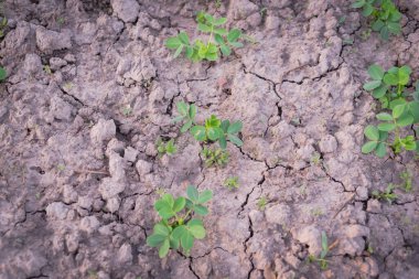 Toned photo young seedlings of peanut plants growing on clay soil on traditional farm land in countryside Vietnam. Organic homegrown groundnut on dry poor soil