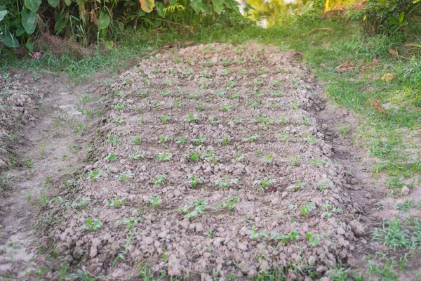 Trench Row Young Seedlings Peanut Plants Growing Clay Soil Traditional — Zdjęcie stockowe