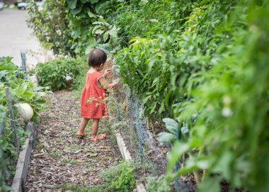 Side view lovely Asian American toddler girl looking through chicken wire of raised bed at public community garden near Dallas, Texas, America. Kids field trips and student tour activities