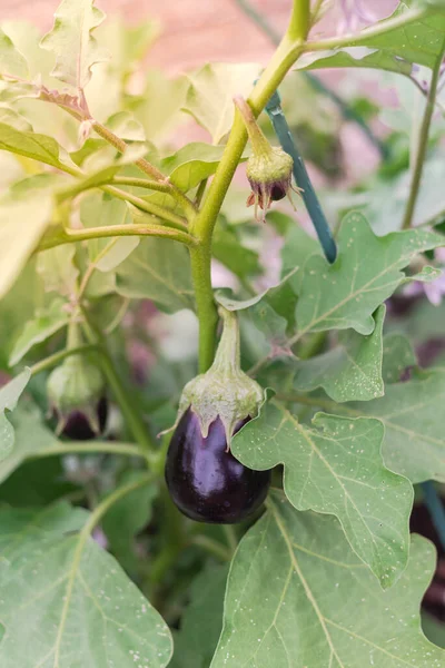 Load Fresh Eggplants Growing Backyard Garden Dallas Texas America Aubergine — Foto de Stock