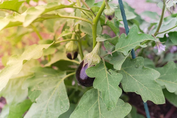 Ripe Eggplant Vine Branch Green Plastic Garden Stake Backyard Garden — Stock Photo, Image
