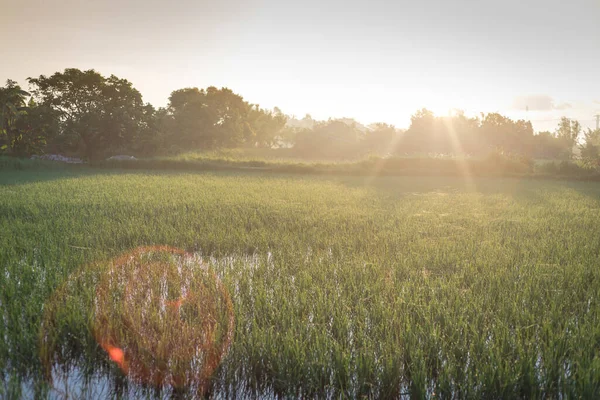 Early Morning Dew Flooded Rice Field Rural Countryside Thai Binh — Stok fotoğraf