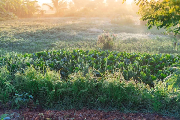 Tropical wetland with water hyacinth plants, ferns and grass in early morning light with dew in rural countryside of Thai Binh, Vietnam. Nature background of village life in agriculture planting zone