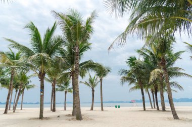 White sand beaches, palm trees and surrounding limestone mountains in horizon at tropical vacation in Ha Long Bay, Quang Ninh, Vietnam. Sunny day with tourist activities in Southeast Asia